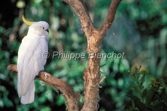 cacatoes 1.JPG - Cacatoès à huppe jauneSulfur Crested CockatooCacatua galeritaThe Rainforest Habitat Wildlife SanctuaryPort DouglasQueenslandAustralie